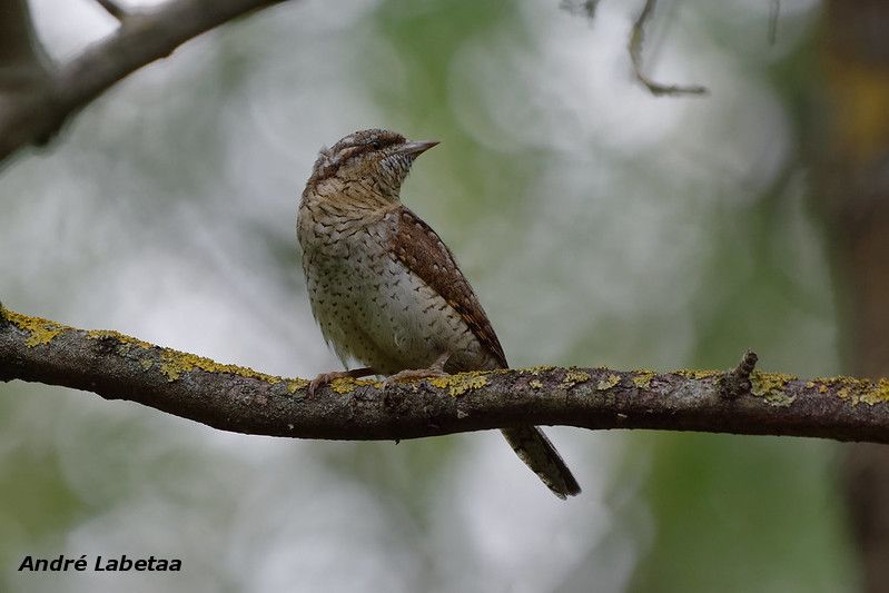 Torcol fourmilier-1.jpg